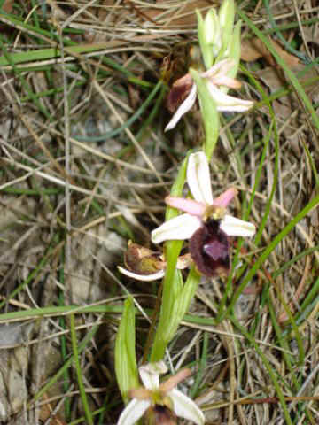 orchidée Drôme