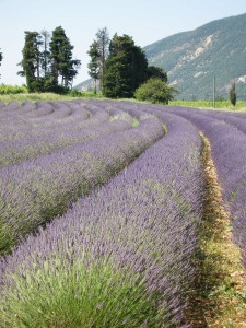 Lavande de la Drôme